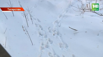 Пес-призрак: отловщики не нашли маламута, напавшего на детей в Салмачах