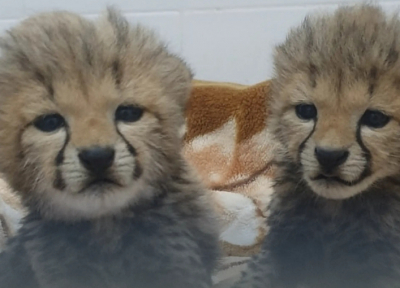 Росприроднадзор выявил незаконную торговлю дикими животными в Татарстане и ряде регионов