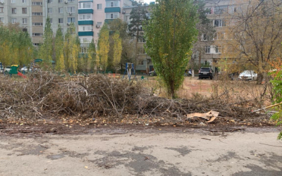 Народный репортер. Деревья срубили и не убирают
