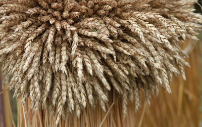 Казанский ученый изобрел препарат, повышающий урожайность пшеницы