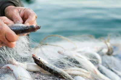 Ущерб государству на 1,1 миллиарда тенге нанесли браконьеры в Каспийском море