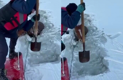 В Актобе спасли замерзающую во льду лошадь  