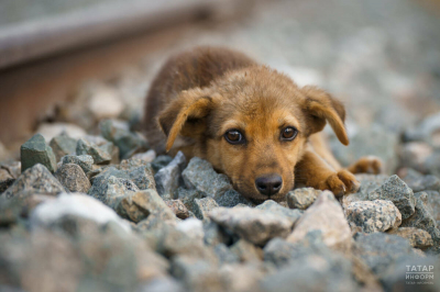 Ветеринар Уражевский рассказал, как часто можно мыть собаку
