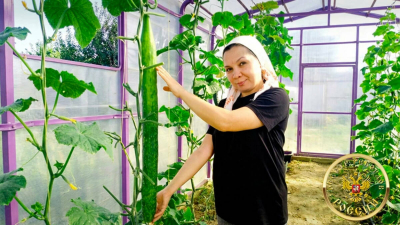 Выращенный в Татарстане самый длинный огурец в России внесен в Реестр рекордов