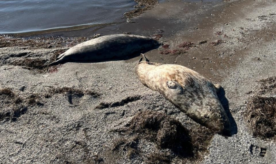 Нерпы: иммунитет не выдержал моря