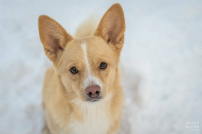 В казанских поселках в минувшие выходные привили от бешенства 225 животных