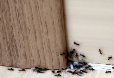 &quot;Вылезали из носа и рта&quot;: мужчину съели домашние насекомые и ящерицы