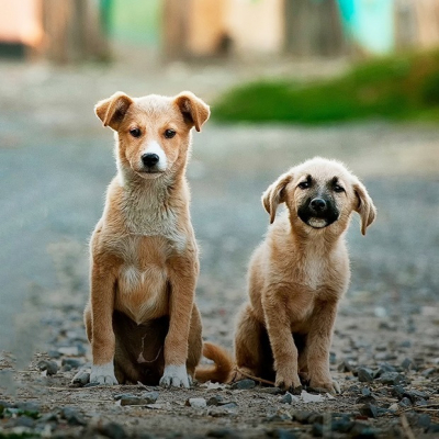 Где приютить питомца и как помочь животным в Астане