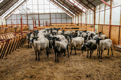 Мотыйгуллин: &laquo;Районнарда бозауларны базар бәясеннән арзанракка сатарга кушылды&raquo;