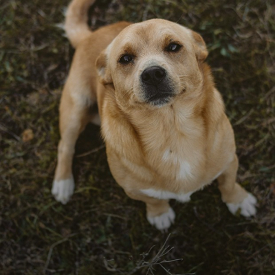 Как помочь приютам для бездомных животных