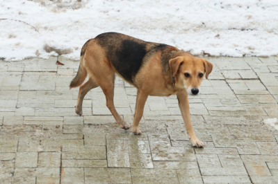 Юрист дал советы, как защитить питомца после собственной смерти