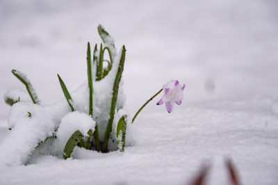 Синоптик: &laquo;волна холода&raquo; вернет зиму в&nbsp;часть Поволжья перед майскими праздниками
