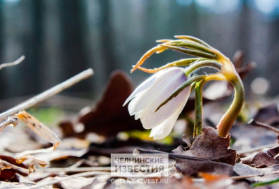 Синоптик Тишковец: в Поволжье перед похолоданием будет до +17 градусов
