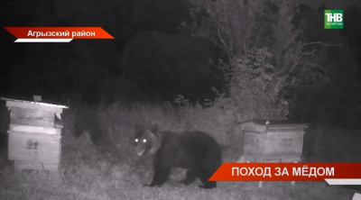 В Татарстане впервые за долгое время разрешили охоту на бурого медведя