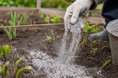 4 правила золы для подкормки &mdash; и ошибка, из-за которой урожай &laquo;стоит&raquo; на месте