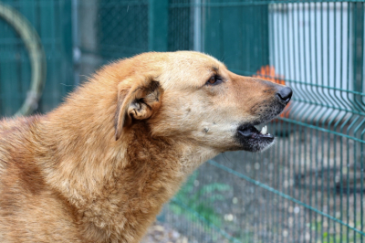 Жители Братска пожаловались губернатору на бездомных собак