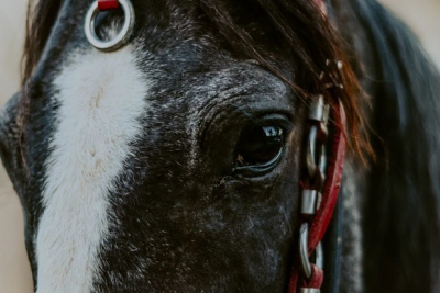 Увидел, что с животным жестоко обращаются. Что делать?