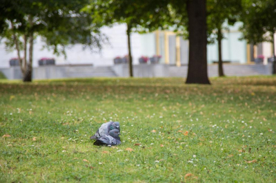 Врач Ермолаева: один укус клеща может привести к нескольким инфекциям